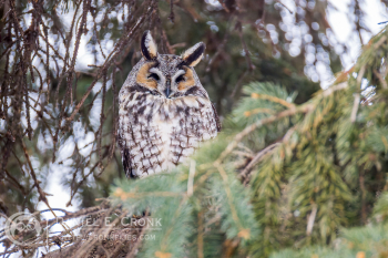 Long-Eared Owl