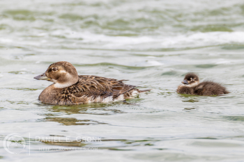 Long-tailed Duck