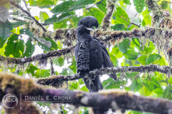Long-Wattled Umbrellabird