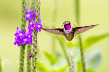 Magenta-Throated Woodstar