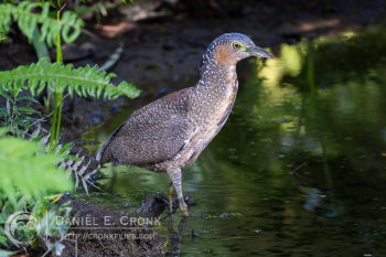Malayan Night Heron