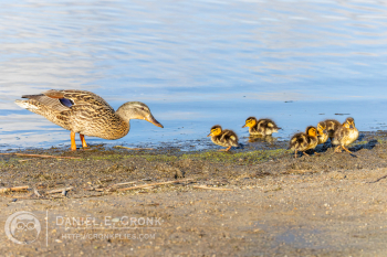 Mallard