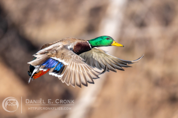 Mallard
