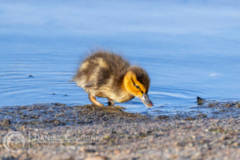 Mallard