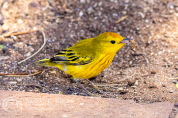 Mangrove Warbler