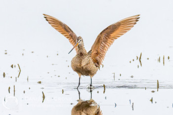 Marbled Godwit