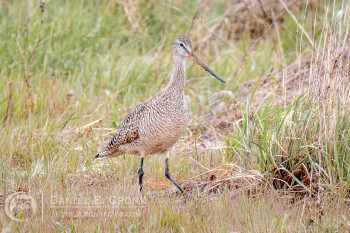 Marbled Godwit