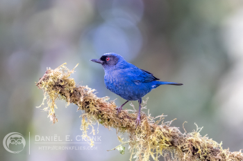 Masked Flowerpiercer