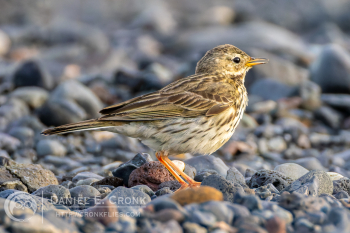 Meadow Pipit
