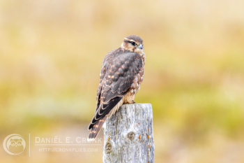 Merlin