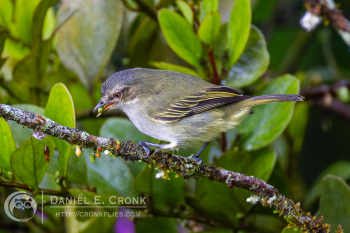 Mistletoe Tyrannulet