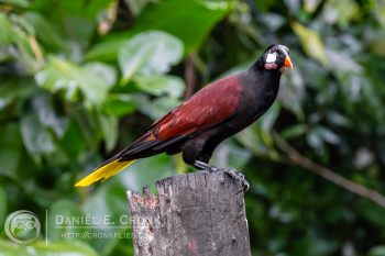 Montezuma Oropendola