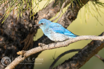 Mountain Bluebird