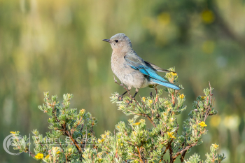 Mountain Bluebird