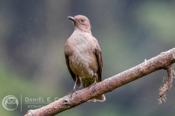 Mountain Thrush