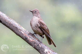Mountain Thrush