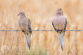 Mourning Dove