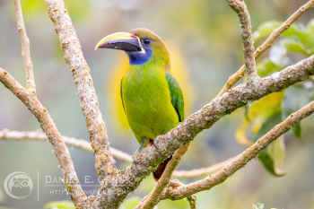 Northern Emerald-Toucanet