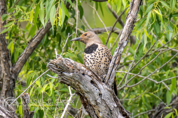 Northern Flicker