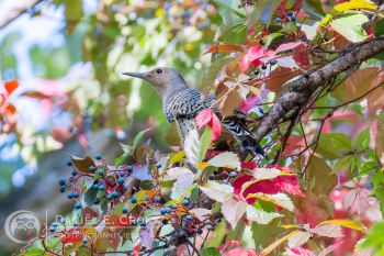 Northern Flicker