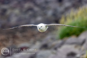 Northern Fulmar