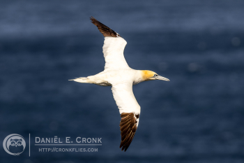 Northern Gannet