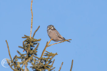 Northern Hawk Owl