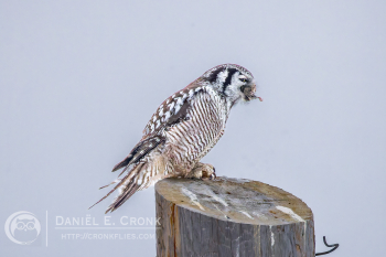 Northern Hawk Owl