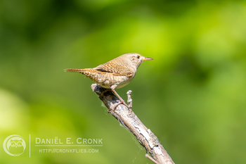 Northern House Wren