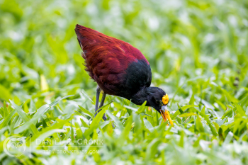 Northern Jacana