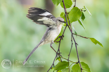 Northern Mockingbird