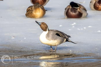 Northern Pintail 
