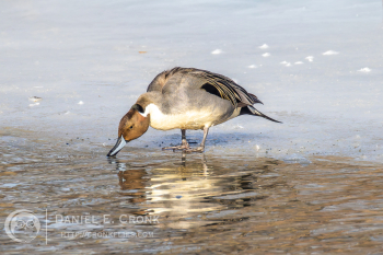 Northern Pintail 