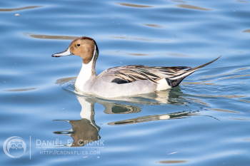Northern Pintail 