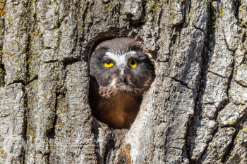 Northern Saw-Whet Owl