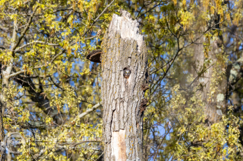 Northern Saw-Whet Owl