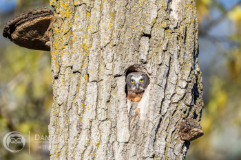 Northern Saw-Whet Owl