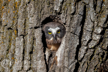 Northern Saw-Whet Owl