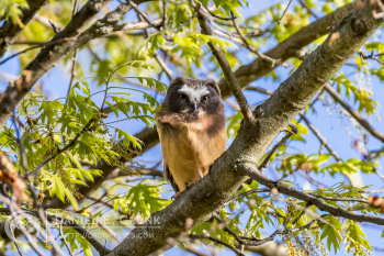 Northern Saw-Whet Owl