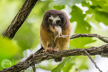 Northern Saw-Whet Owl