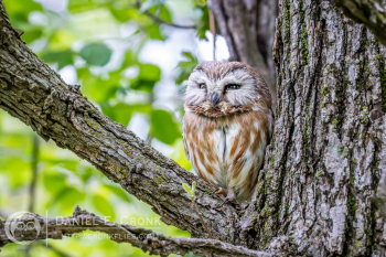 Northern Saw-Whet Owl