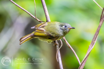 Olive-streaked Flycatcher