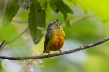 Olive-backed Euphonia