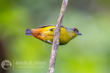 Olive-backed Euphonia