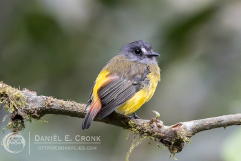 Ornate Flycatcher