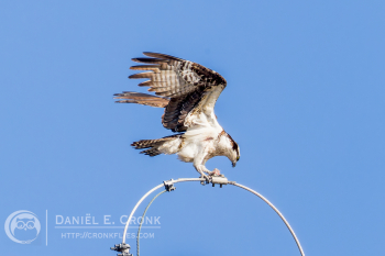 Osprey