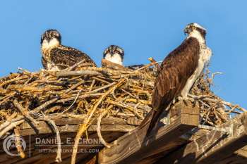 Osprey