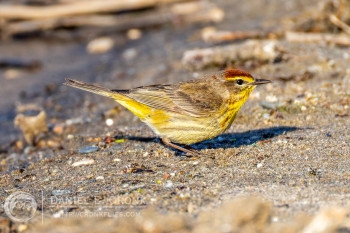 Palm Warbler