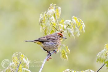 Palm Warbler