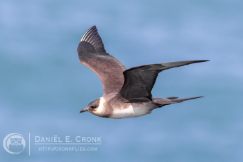 Parasitic Jaeger